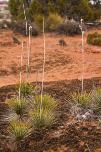Yucca plants growing in a patch of cryptobiotic soil, Canyonlands, Moab, Utah