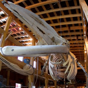 Whale museum at Telegraph Cove