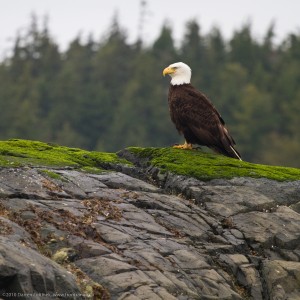 Eagle on the shore of Hanson Island