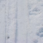 Bear tracks on the ski track