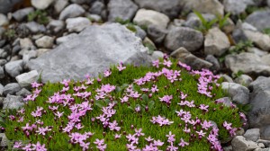 My favorite alpine plant, Moss Campion