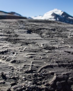 Fossils in the polished limestone with Mons Peak behind