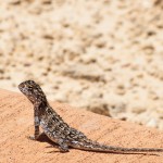 Unknown lizard, Nambung National Park, Western Australia
