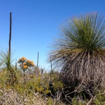 Grass Tree, Nambung National Park, Western Australia