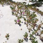 White sand dunes in Jurien Bay Marine Park, by Cervantes, Western Australia