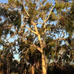Eucalyptus (gum) trees in Kings Park, Perth