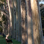 Memorial gum trees in Kings Park, Perth