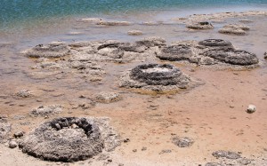 Stromatolites at Lake Thetis