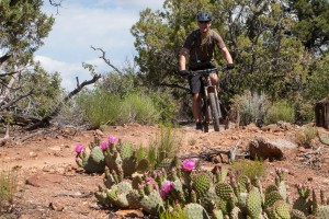 Riding with the cactus, Guacamole trail, Utah