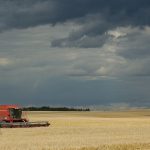Grain harvesting, Alberta