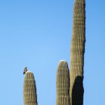 Sauaro Bird, McDowell Park, Arizona