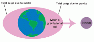 Tidal bulges on both sides of the Earth