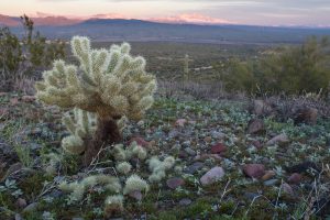 Cholla cactus and Four Peaks