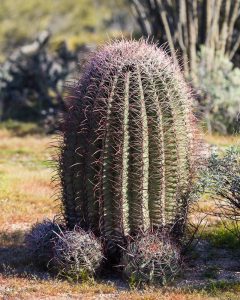 Barrel cactus neighbor in camp