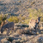 Wild burros near Blue Diamond, Nevada