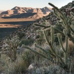 Buckhorn Cholla Cactus, Nevada