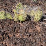 Cryptobiotic soil and cactus, Canyonlands National Park, Utah
