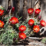 Blooming cactus, Gooseberry Mesa, Utah