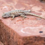 Lizard comfortable on a still-warm rock, Zion national park