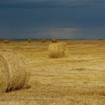 Haybales before the storm, southern Alberta