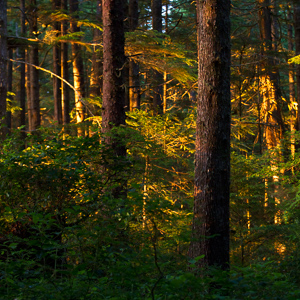 Forest sunset, Pacific Rim National Park, Vancouver Island.