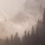 Forest mist, Juneau, Alaska