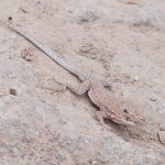 Camouflaged lizard, Canyonlands, Utah