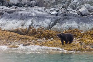 Brown bear strolling up the shore